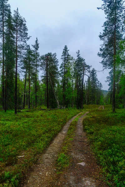 Rykimakero Trail, in Pyha-Luosto National Park — Stock Photo, Image