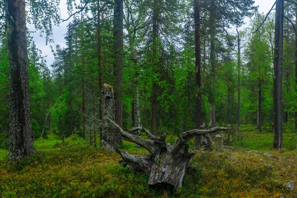 Rykimakero Trail, in Pyha-Luosto National Park — Stock Photo, Image