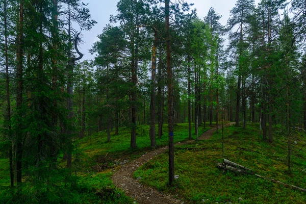 Тунтуриааапа Трейл, в национальном парке Пия-Луосто — стоковое фото