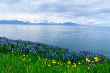 Husavik manzara