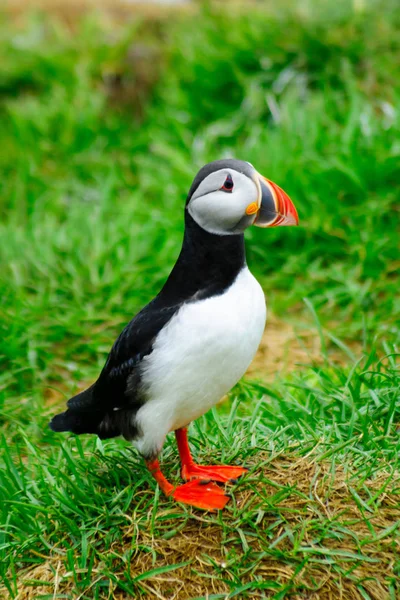 Husavik közelében fekvő — Stock Fotó