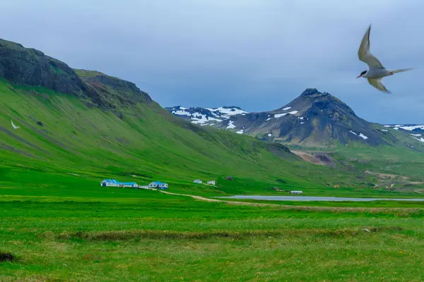 Paisagem e campo na península de Snaefellsnes — Fotografia de Stock