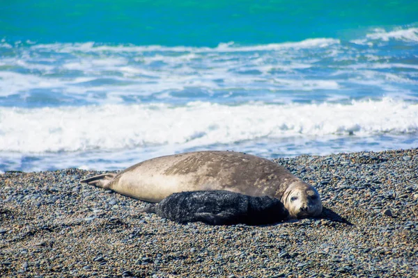 Mother and cub elephant seal in valdes peninsula — Stock Photo, Image