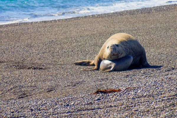 Тюлень-слон на полуострове Вальдес — стоковое фото