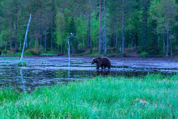 Ours brun, dans la région de Kuusamo — Photo