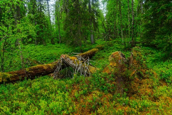 Rykimakero iz, Pyha-Luosto Milli Parkı'nda — Stok fotoğraf