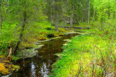 Tunturiaapa iz, Pyha-Luosto Milli Parkı'nda
