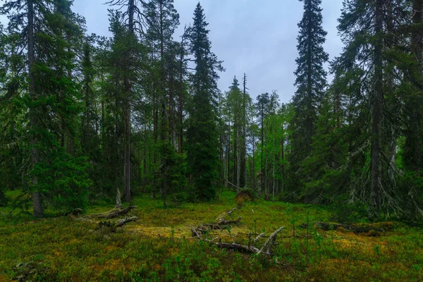 Sendero Rykimakero, en el Parque Nacional Pyha-Luosto — Foto de Stock