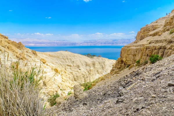 Nahal Dolina David, w rezerwacie przyrody Ein Gedi — Zdjęcie stockowe