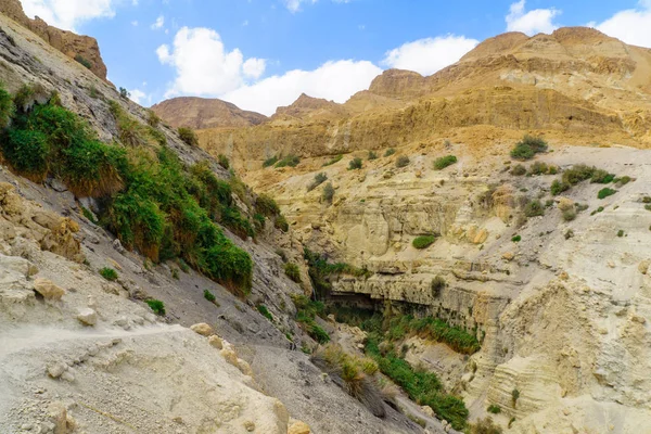 Valle di Nahal David, nella Riserva Naturale di Ein Gedi — Foto Stock