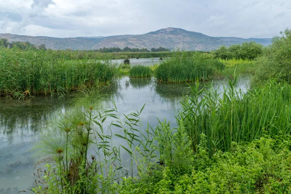 Wetland in the Hula Nature Reserve — Stock Photo, Image