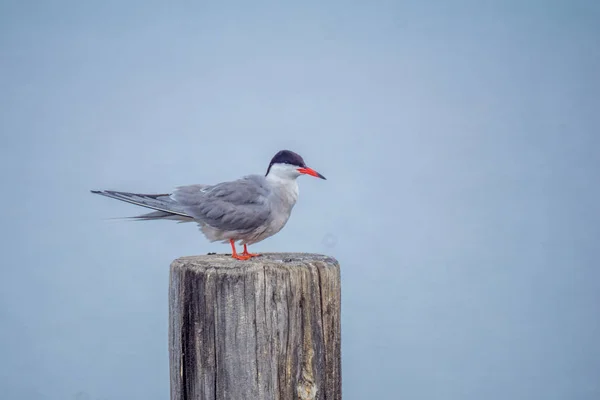 Gemeenschappelijke Tern vogel in het natuurreservaat Hula — Stockfoto