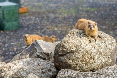 Rock yaban faresi, Korazim Milli Parkı'nda