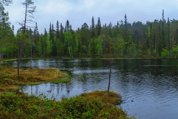 Oulanka Nationaal Park, Finland — Stockfoto