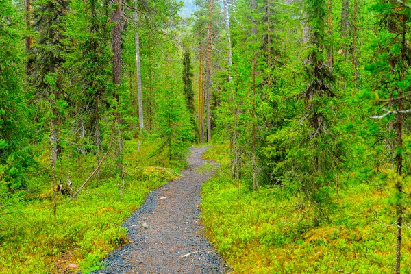 Park Narodowy Oulanka, Finlandia — Zdjęcie stockowe