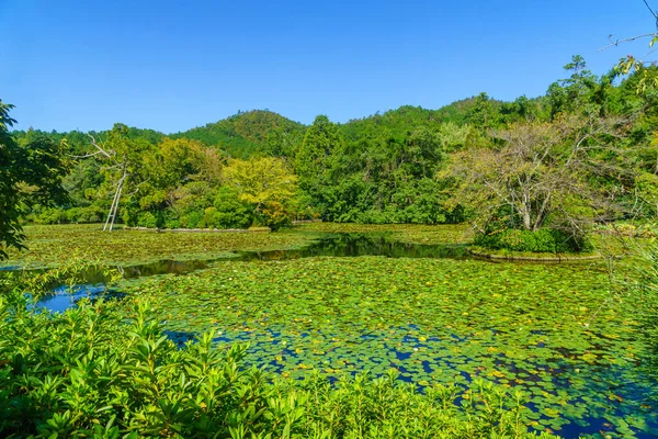 สวนของวัด Ryoanji ในเกียวโต — ภาพถ่ายสต็อก