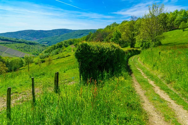 Vignobles et campagne en Beaujolais, France — Photo