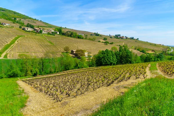 Viñedos y campos en Beaujolais, Francia — Foto de Stock