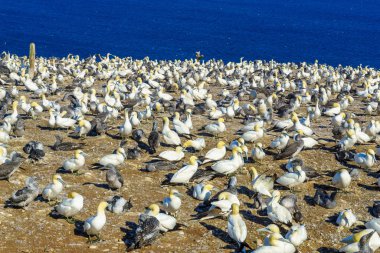 Bonaventure adasında Gannet kuşları