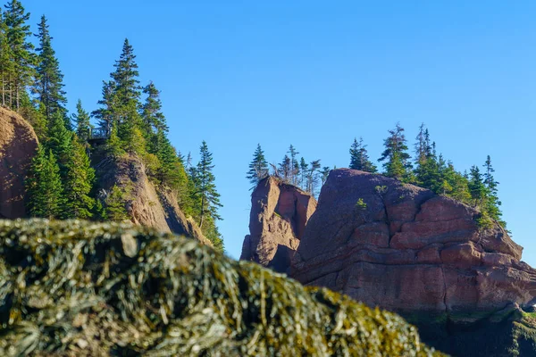 Hopewell Rocks en marea baja — Foto de Stock