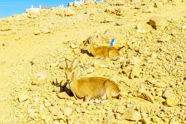 Nubian Ibex Içinde Makhtesh (krater) Ramon — Stok fotoğraf