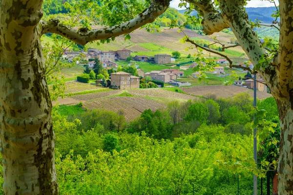 Krajobraz Winnic Wsi Beaujolais Miejscowości Saint Lager Departament Rodanu Francja — Zdjęcie stockowe