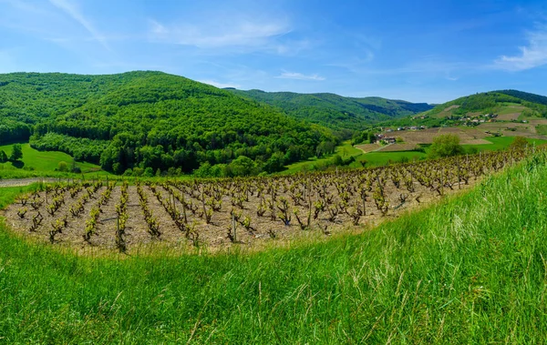 Krajina Vinic Krajiny Beaujolais Oddělení Rhone Francie — Stock fotografie