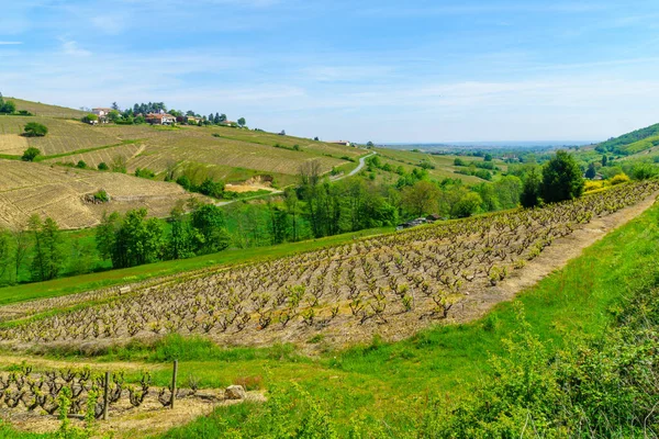 Paisagem Vinhas Campos Beaujolais Rhone França — Fotografia de Stock