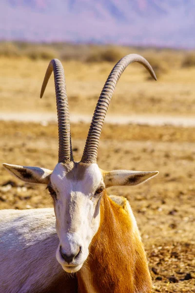 Oryx Con Cuernos Cimitarra Reserva Natural Yotvata Hai Bar Desierto — Foto de Stock