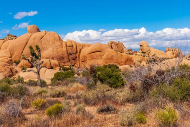 Manzara ve Joshua ağacı, Joshua Tree Ulusal Parkı, Kaliforniya, ABD