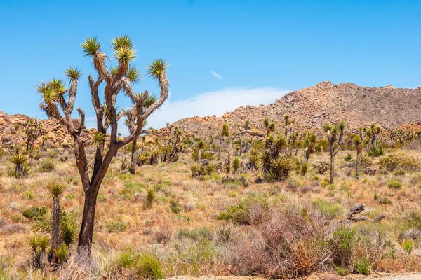 Pohled Krajinu Strom Joshua Národním Parku Joshua Tree Kalifornie Usa — Stock fotografie