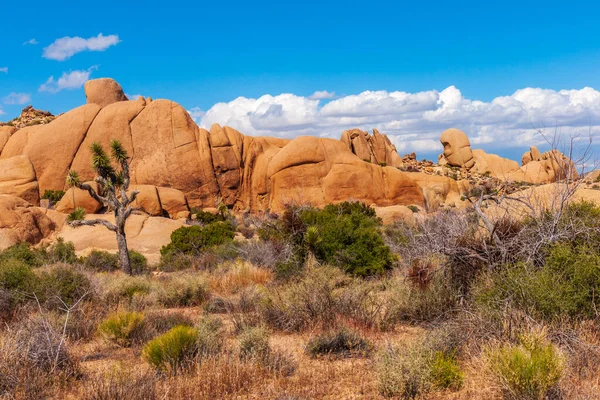 Vue Paysage Joshua Tree Dans Parc National Joshua Tree Californie — Photo