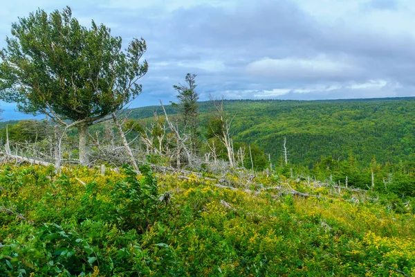 Uitzicht Skyline Trail Cape Breton Highlands National Park Nova Scotia — Stockfoto