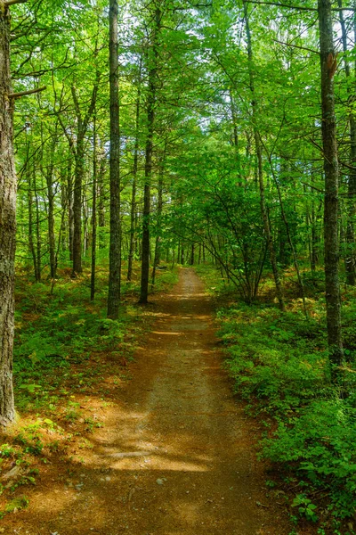 Sendero Bosque Parque Nacional Kejimkujik Nueva Escocia Canadá — Foto de Stock