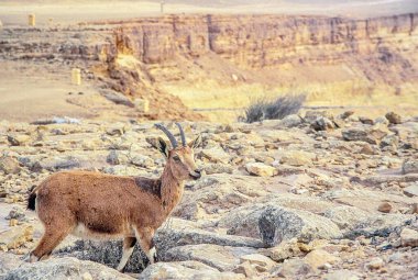 Nubian Ibex manzarası ve Makhtesh Ramon (Ramon Krateri) manzarası. Güney İsrail