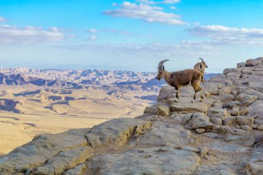 Nubian dağ keçisi ve manzara Makhtesh (krater) Ramon, Negev Çölü, İsrail