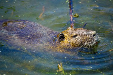 Hula Doğa Rezervi, Kuzey İsrail 'de bir Coypu (beslenme) manzarası