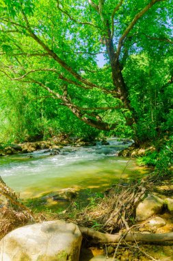 Kuzey İsrail 'deki Hasbani Nehri ya da Snir Deresi, Doğa Rezervi