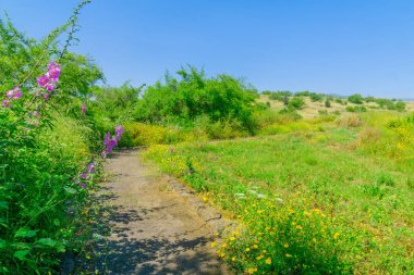 Snir Irmağı 'ndaki (Hasbani Nehri) kır çiçekleri, patika ve ağaç manzarası, Kuzey İsrail