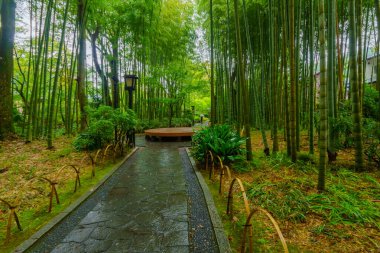 Shuzenji, Izu Yarımadası, Japonya 'daki küçük bambu ormanının manzarası