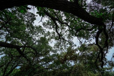 Kozalaklı ormandaki ağaçların dokusu..