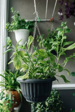 Bir tencerede ev yapımı yeşil bitkiler.