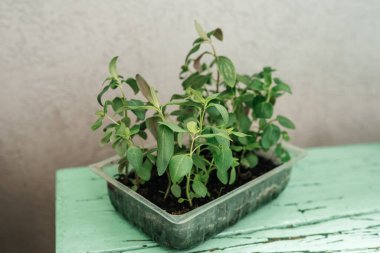 Yaz için fidanlar bahçeye nakledilecek.