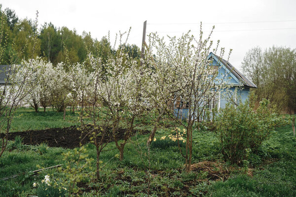 blooming cherry trees in a country village