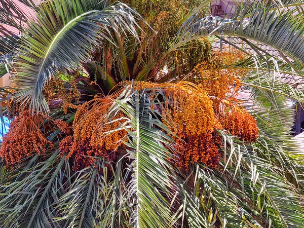 Nahaufnahme Einer Palme Mit Vielen Früchten Die Termine Hängen Fast — Stockfoto