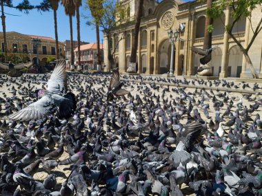 Bolivya 'da güvercinlerle dolu bir parkta güvercinler uçuyor.