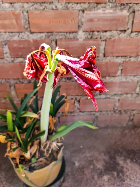 Dead Dry Red Hippeastrum Correiense Lily Flower Its Life Cycle — Stock Photo, Image