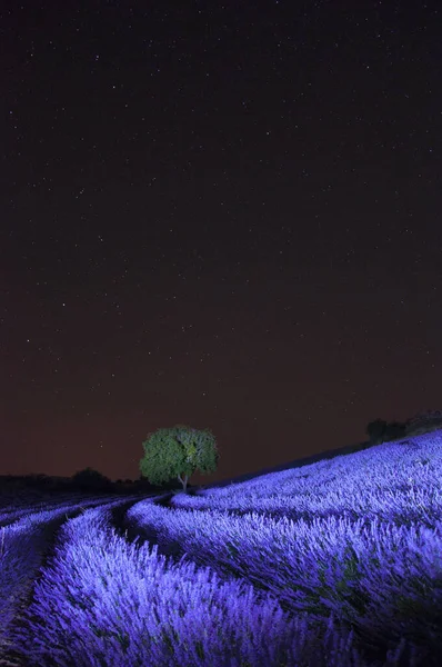 Brihuega 'da lavanta tarlası