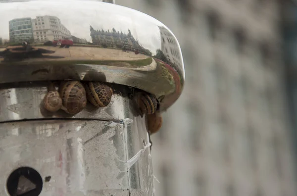 Çelik bir direkte salyangozlar