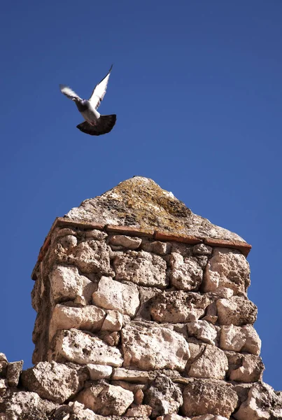 Pigeon Flying Battlement — Stock Photo, Image